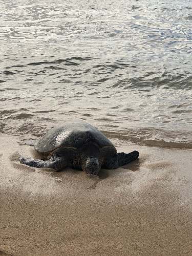 sea life black turtle on seashore turtle